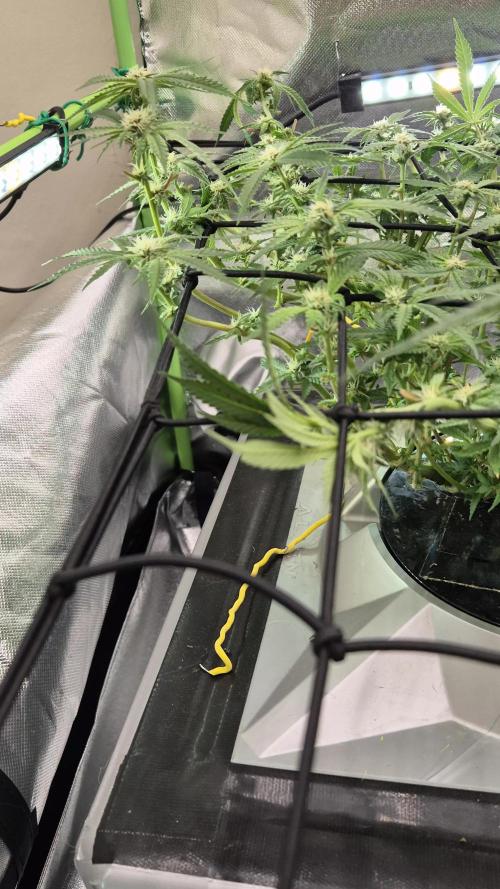 RDWC Cherry Bellini 1st photo grow