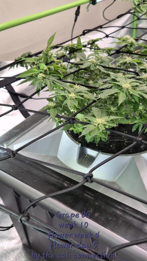 RDWC GRAPE OG 1st photo grow