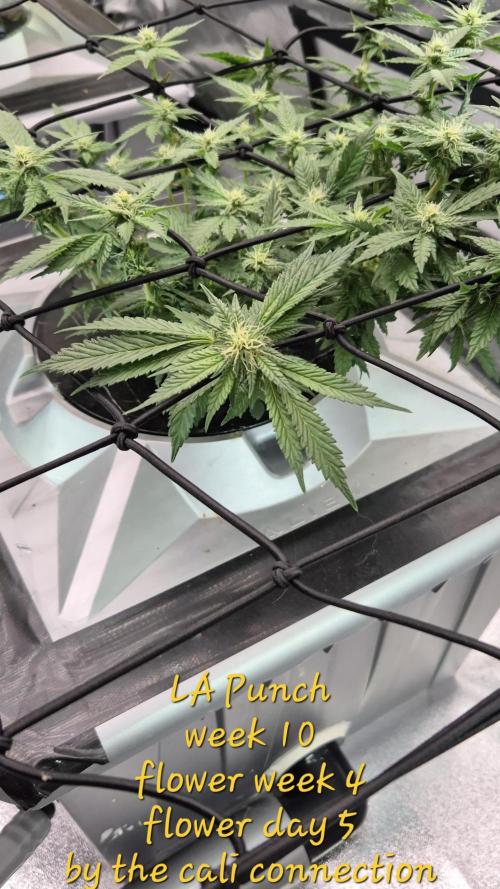 RDWC LA Punch 1st photo grow