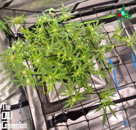 RDWC Cherry Bellini 1st photo grow. Week 10 - Week 10 
Flower week 4 
Flower day 6