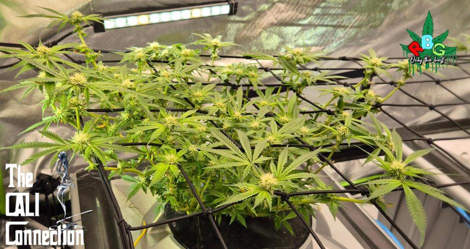 RDWC Cherry Bellini 1st photo grow. Week 10 - Week 10 
Flower week 4 
Flower day 6