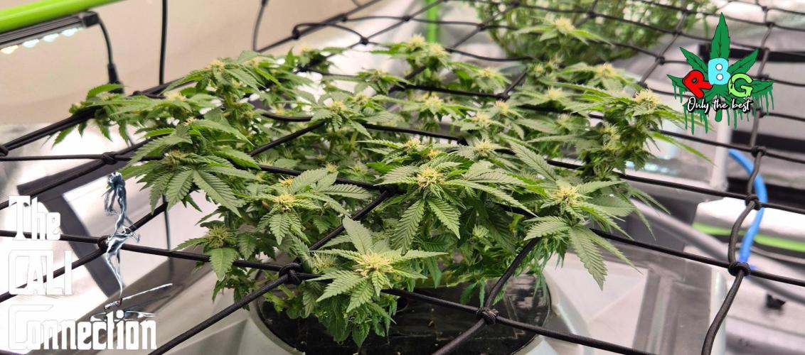 RDWC GRAPE OG 1st photo grow. Week 10 - Week 10 
Flower week 4 
Flower day 6