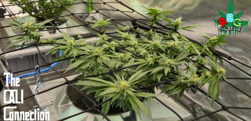 RDWC LA Punch 1st photo grow. Week 10 - Week 10 
Flower week 4 
Flower day 6