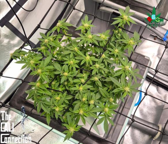 RDWC GRAPE OG 1st photo grow. Week 10 - Week 10 
Flower week 4 
Flower day 6