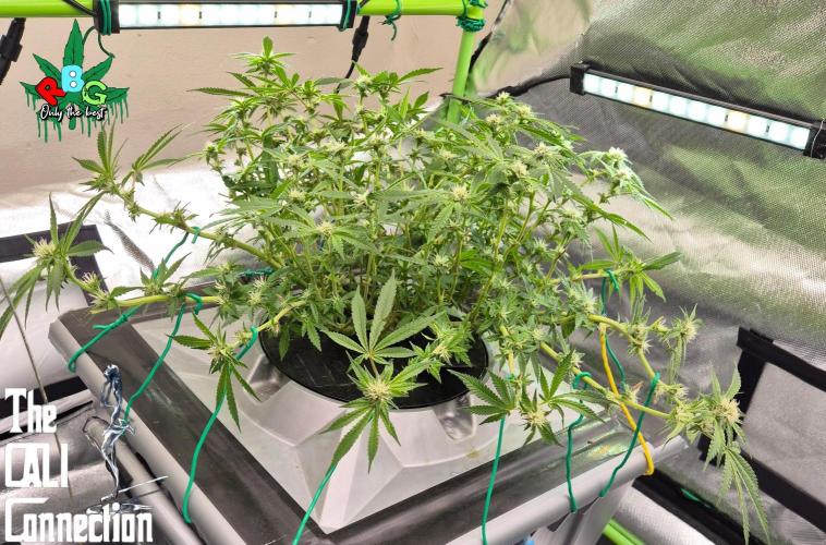 RDWC Cherry Bellini 1st photo grow. Week 10 - Week 10 
Flower week 4 
Flower day 7