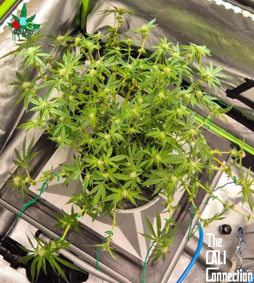 RDWC Cherry Bellini 1st photo grow. Week 10 - Week 10 
Flower week 4 
Flower day 7