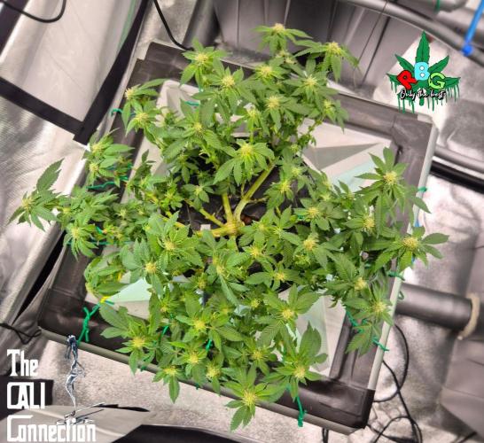 RDWC GRAPE OG 1st photo grow. Week 10 - Week 10 
Flower week 4 
Flower day 7