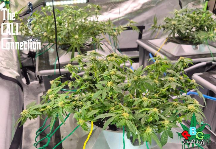 RDWC GRAPE OG 1st photo grow. Week 10 - Week 10 
Flower week 4 
Flower day 7