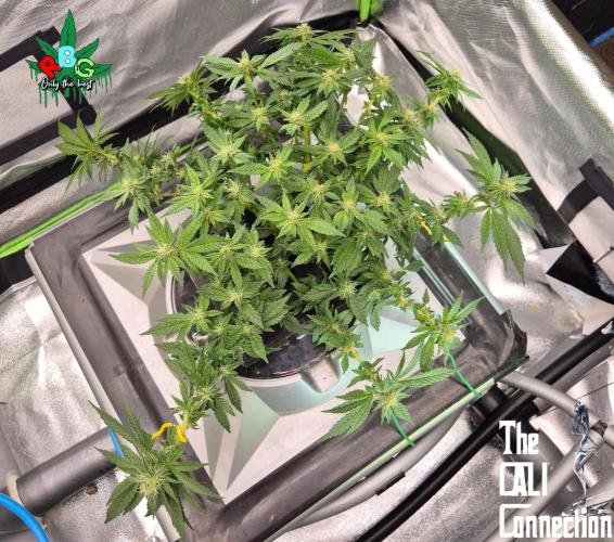 RDWC LA Punch 1st photo grow. Week 10 - Week 10 
Flower week 4 
Flower day 7