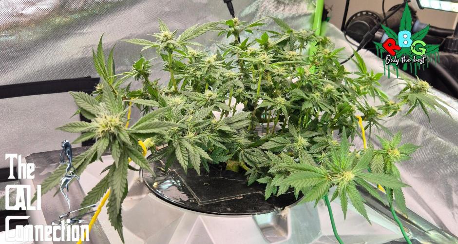 RDWC LA Punch 1st photo grow. Week 10 - Week 10 
Flower week 4 
Flower day 7