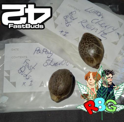 Papaya sherbet. Week 0 - Germination 
12/11/2025