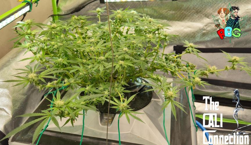 RDWC Cherry Bellini 1st photo grow. Week 11 - Week 11 
Flower week 5
Flower day 1
( pisitils showed 25/10)