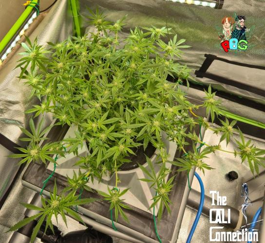 RDWC Cherry Bellini 1st photo grow. Week 11 - Week 11 
Flower week 5
Flower day 1
( pisitils showed 25/10)