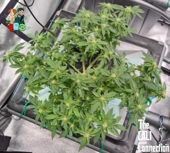 RDWC GRAPE OG 1st photo grow. Week 11 - Week 11 
Flower week 5 
Flower day 1