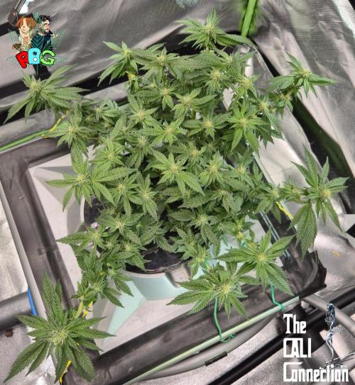 RDWC LA Punch 1st photo grow. Week 11 - Week 11 
Flower week 5
Flower day 1 