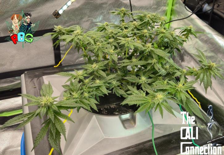 RDWC LA Punch 1st photo grow. Week 11 - Week 11
Flower week 5
Flower day 1 
