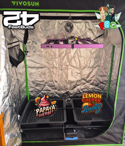 Papaya sherbet. Week 0 - System set up and ready