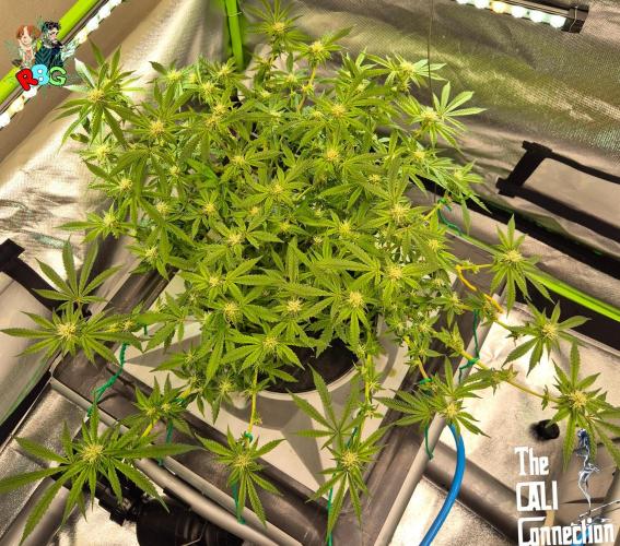 RDWC Cherry Bellini 1st photo grow. Week 11 - Week 11 
Flower week 5
Flower day 2