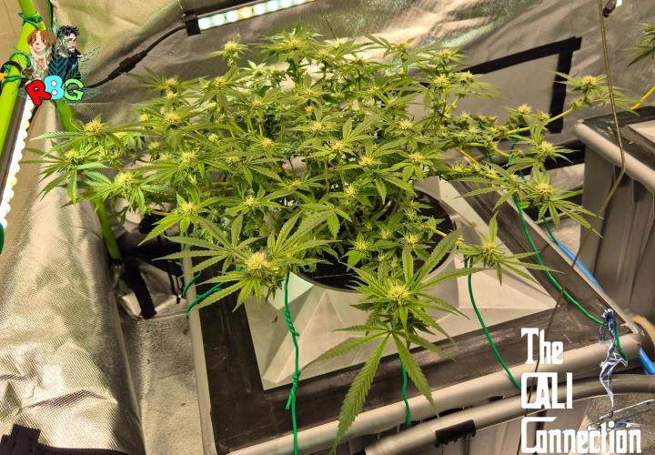 RDWC Cherry Bellini 1st photo grow. Week 11 - Week 11 
Flower week 5
Flower day 3