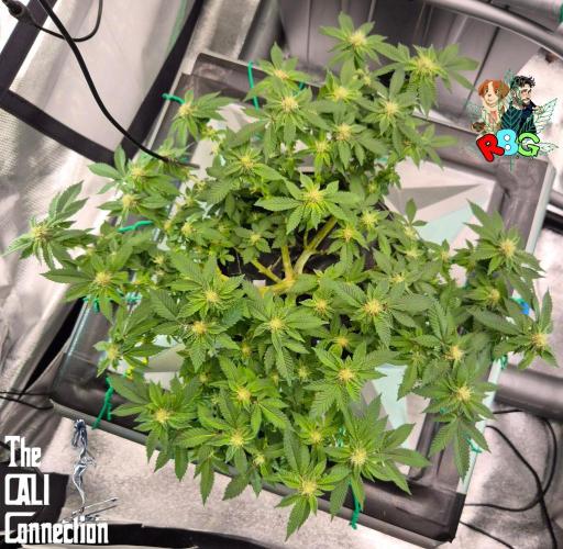 RDWC GRAPE OG 1st photo grow. Week 11 - Week 11 
Flower week 5
Flower day 2