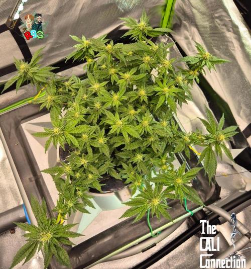 RDWC LA Punch 1st photo grow. Week 11 - Week 11 
Flower week 5
Flower day 2