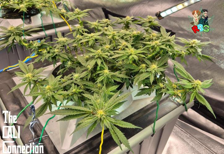 RDWC LA Punch 1st photo grow. Week 11 - Week 11 
Flower week 5
Flower day 2