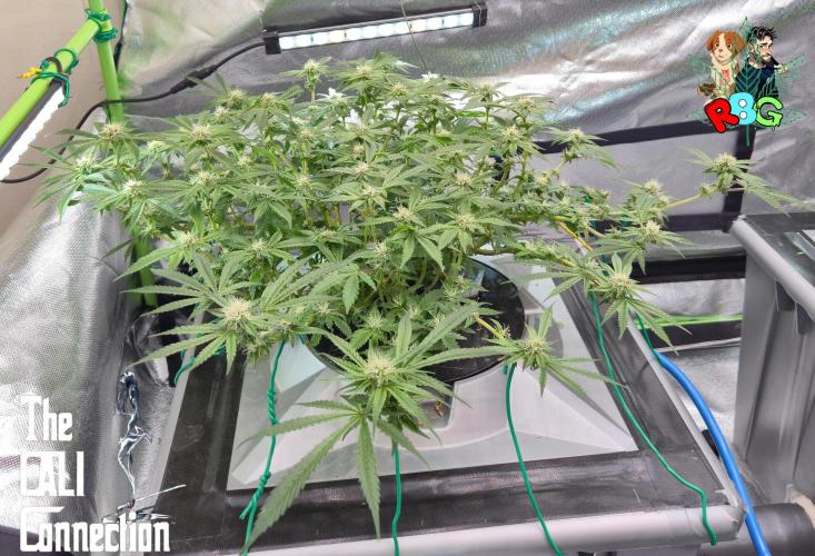 RDWC Cherry Bellini 1st photo grow. Week 11 - Week 11 
Flower week 5
Flower day 3