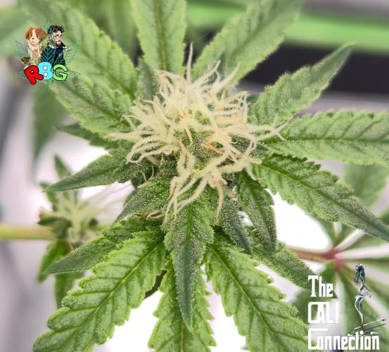 RDWC Cherry Bellini 1st photo grow. Week 11 - Week 11 
Flower week 5
Flower day 3