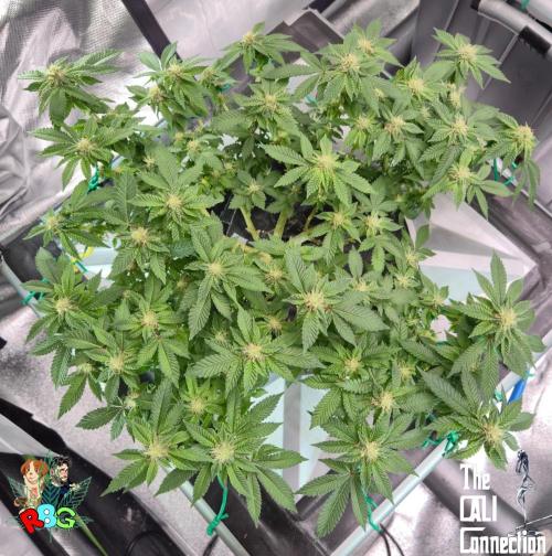 RDWC GRAPE OG 1st photo grow. Week 11 - Week 11 
Flower week 5
Flower day 3