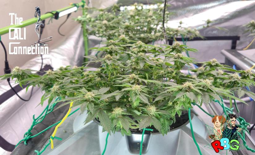 RDWC GRAPE OG 1st photo grow. Week 11 - Week 11 
Flower week 5
Flower day 3