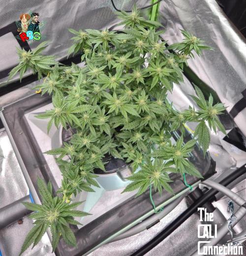 RDWC LA Punch 1st photo grow. Week 11 - Week 11 
Flower week 5
Flower day 3