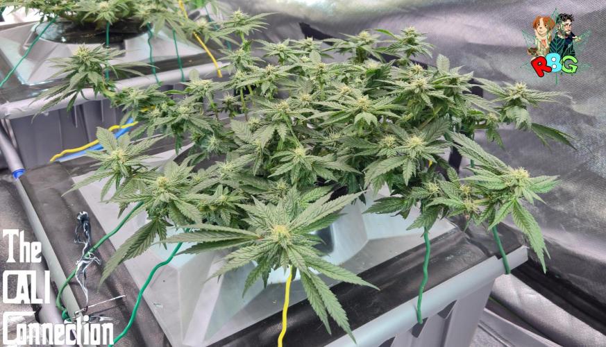 RDWC LA Punch 1st photo grow. Week 11 - Week 11 
Flower week 5
Flower day 3