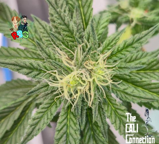 RDWC LA Punch 1st photo grow. Week 11 - Week 11 
Flower week 5
Flower day 5l3