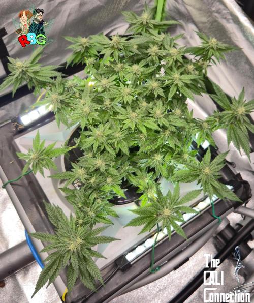 RDWC LA Punch 1st photo grow. Week 11 - Week 11 
Flower week 5
Flower day 5
