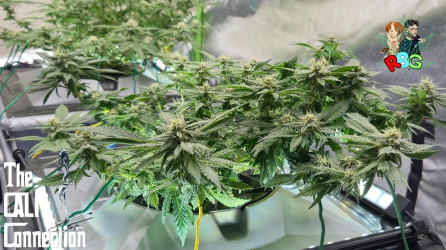 RDWC LA Punch 1st photo grow. Week 11 - Week 11 
Flower week 5
Flower day 5