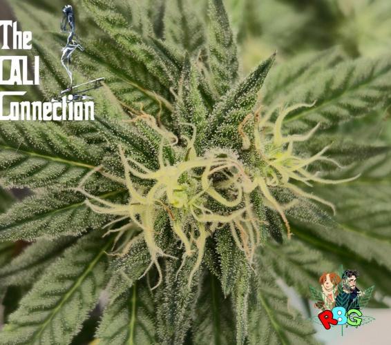 RDWC LA Punch 1st photo grow. Week 11 - Week 11 
Flower week 5
Flower day 5