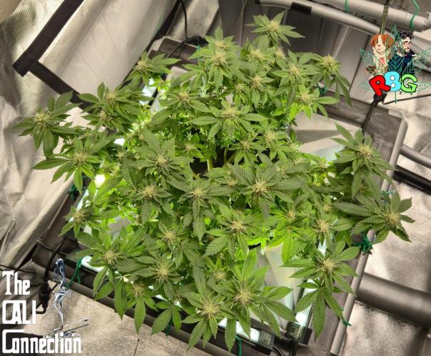 RDWC GRAPE OG 1st photo grow. Week 11 - Week 11 
Flower week 5
Flower day 5