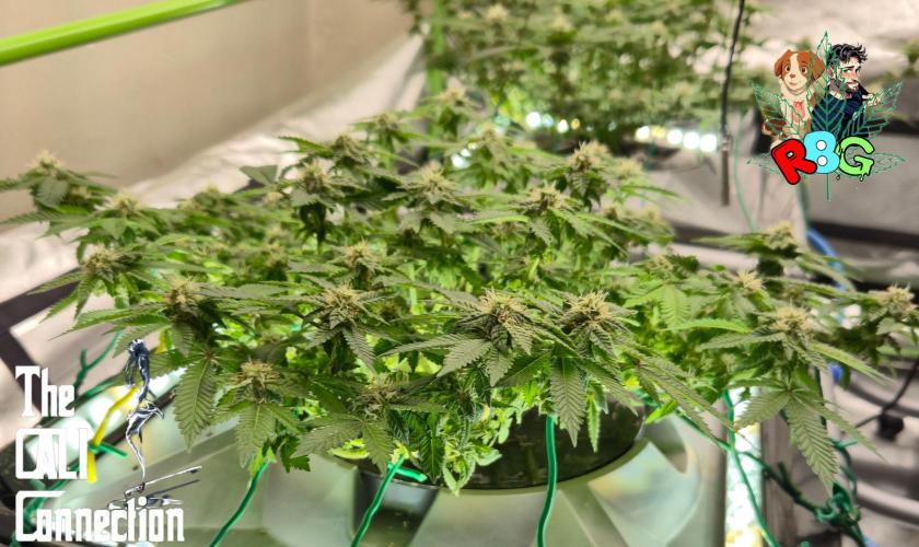 RDWC GRAPE OG 1st photo grow. Week 11 - Week 11 
Flower week 5
Flower day 5