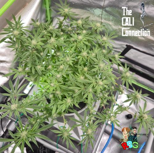 RDWC Cherry Bellini 1st photo grow. Week 11 - Week 11 
Flower week 5
Flower day 5