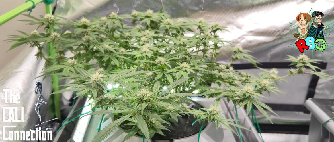 RDWC Cherry Bellini 1st photo grow. Week 11 - Week 11 
Flower week 5
Flower day 5