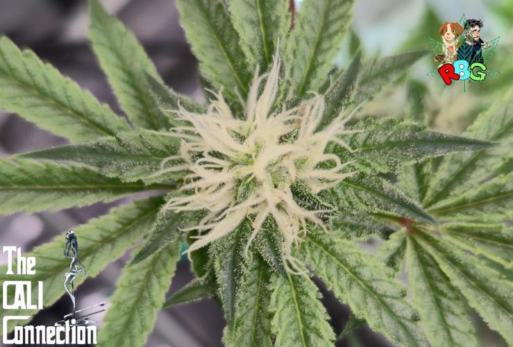 RDWC Cherry Bellini 1st photo grow. Week 11 - Week 11 
Flower week 5
Flower day 5