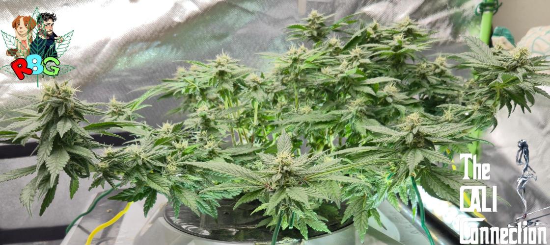 RDWC LA Punch 1st photo grow. Week 11 - Week 11 
Flower week 5
Flower day 6