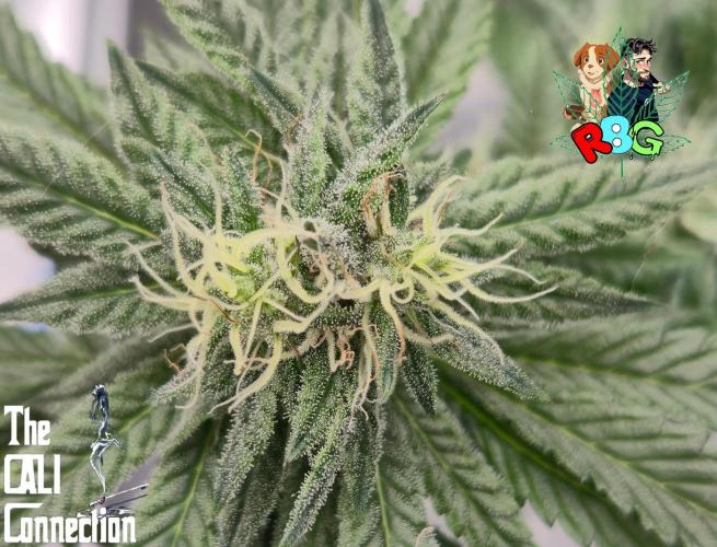 RDWC LA Punch 1st photo grow. Week 11 - Week 11 
Flower week 5
Flower day 7