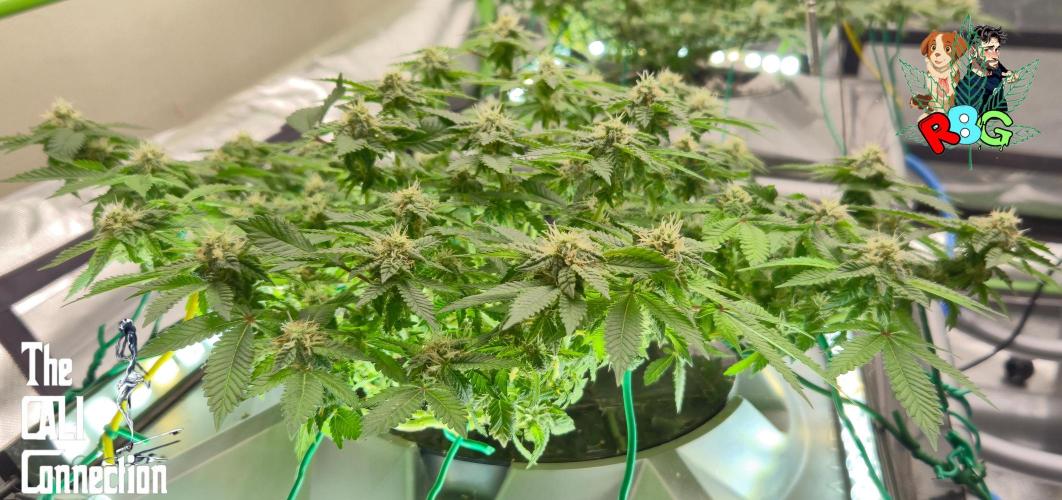 RDWC GRAPE OG 1st photo grow. Week 11 - Week 11 
Flower week 5
Flower day 6