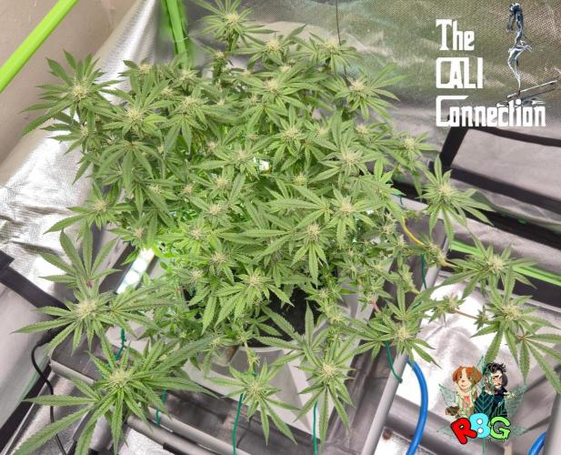 RDWC Cherry Bellini 1st photo grow. Week 11 - Week 11 
Flower week 5
Flower day 6