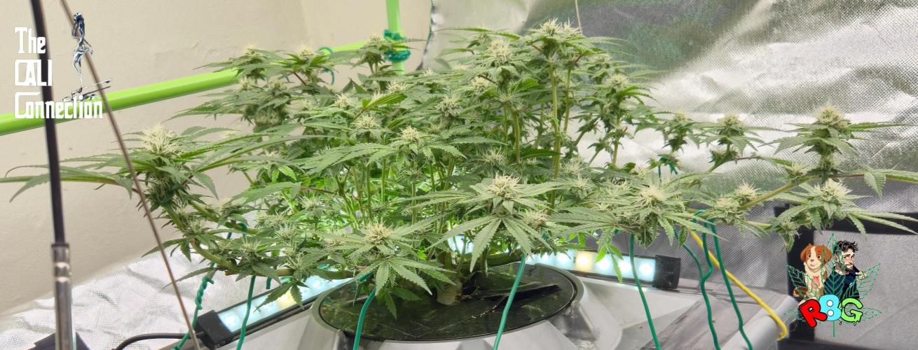 RDWC Cherry Bellini 1st photo grow. Week 11 - Week 11 
Flower week 5
Flower day 6