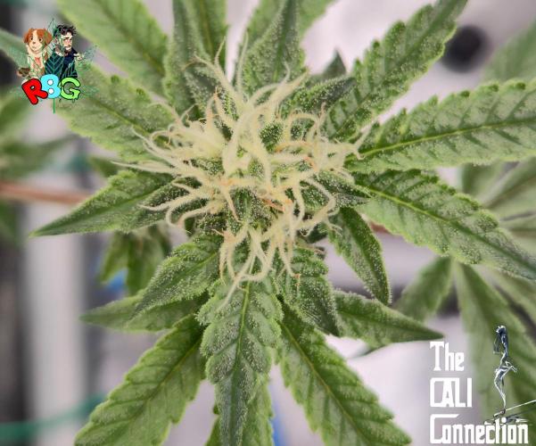 RDWC Cherry Bellini 1st photo grow. Week 11 - Week 11 
Flower week 5
Flower day 6