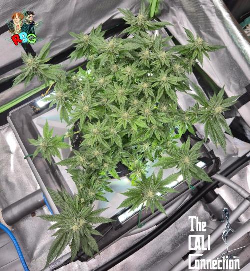 RDWC LA Punch 1st photo grow. Week 11 - Week 11 
Flower week 5
Flower day 7