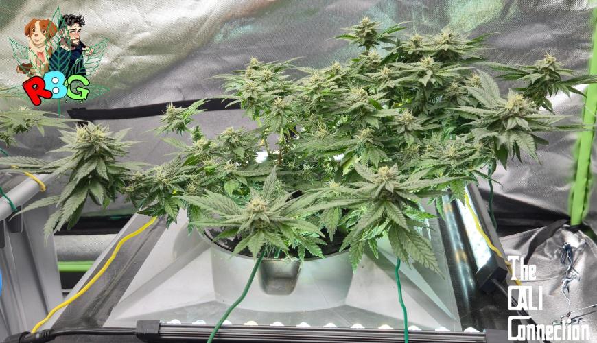 RDWC LA Punch 1st photo grow. Week 11 - Week 11 
Flower week 5
Flower day 7