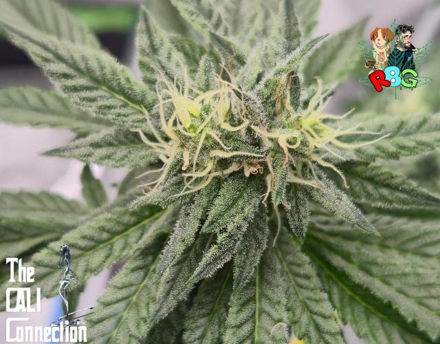 RDWC LA Punch 1st photo grow. Week 11 - Week 11 
Flower week 5
Flower day 7